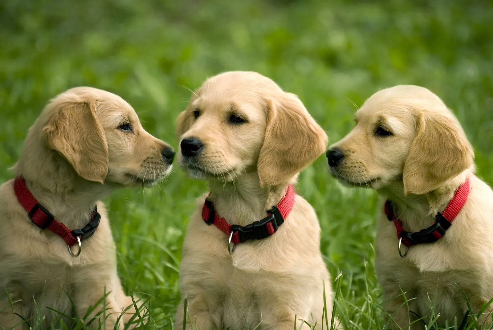 Small animal care — dogs and cats — at Mountain River Vet