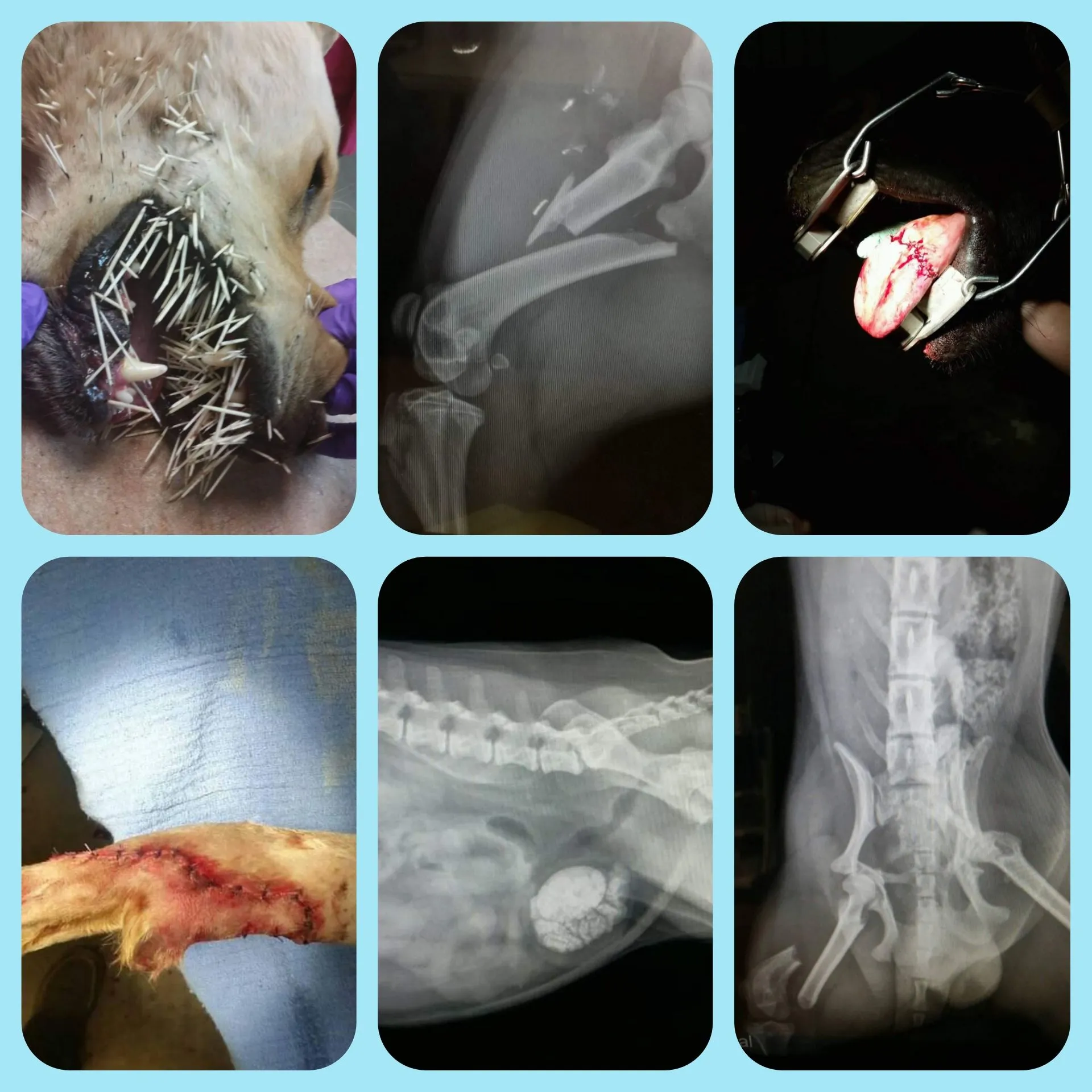 Emergency care at Mountain River Veterinary Hospital